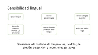 Sensibilidad lingual
Nervio lingual
Nervio
glosofaringeo
Nervio laríngeo
superior
Rama del
trigémino,
inervad 2/3
anteriores
Inerva el tercio
posterior de la
lengua
Rama del nervio
vago
Sensaciones de contacto, de temperatura, de dolor, de
presión, de posición y impresiones gustativas
 