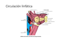 Circulación linfática
 