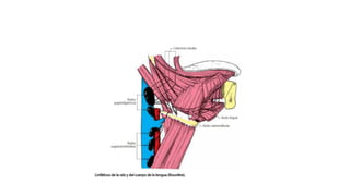Anatomía de la Lengua