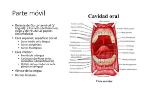 Parte móvil
• Delante del Surco terminal (V
lingual): a los lados del foramen
ciego y detrás de las papilas
circunvaladas
• Cara superior: superficie dorsal
• Surco medio de la lengua
• Surcos congénitos
• Surcos fisiológicos
• Cara inferior:
• Frenillo de la lengua
• Carúnculas (orificios de los
conductos submandibulares)
• Orificio de los conductos de la
glándula sublingual
• Vértice de la lengua
• Bordes laterales
 