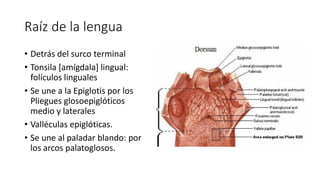 Raíz de la lengua
• Detrás del surco terminal
• Tonsila [amígdala] lingual:
folículos linguales
• Se une a la Epiglotis por los
Pliegues glosoepiglóticos
medio y laterales
• Valléculas epiglóticas.
• Se une al paladar blando: por
los arcos palatoglosos.
 