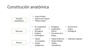 Constitución anatómica
Armazón
osteofibroso
Músculos
Mucosa
• Hueso Hioides
• Aponeurosis lingual
• Tabique lingual
• M. Longitudinal
superior
• Geniogloso
• Hiogloso
• Condrogloso
• Estilogloso
• Longitudinal
inferior
• Transverso de la
lengua
• Vertical de la
lengua
• Palatogloso
• Papilas
circunvaladas
• Papilas
fungiformes
• Papilas Filiformes
• Papilas foliadas
• Papilas
hemisféricas
• Glándulas linguales
 