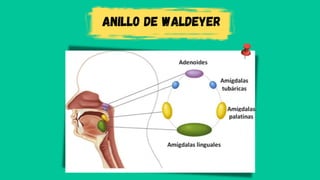 anillo de Waldeyer