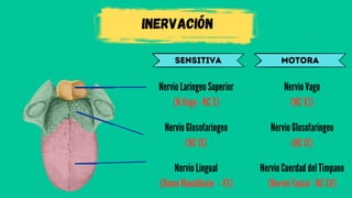 Inervación