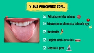 y sus funciones son...