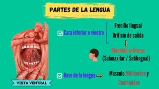 partes de la lengua