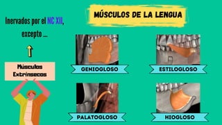 Músculos de la lengua
Músculos
Extrínsecos