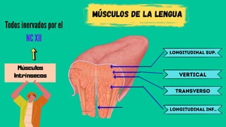 Músculos de la lengua
Músculos
Intrínsecos