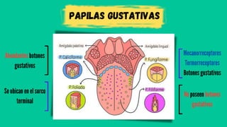 PAPILAS GUSTATIVAS