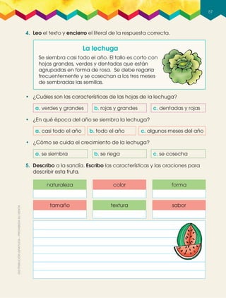 57
4. Leo el texto y encierro el literal de la respuesta correcta.
5. Describo a la sandía. Escribo las características y las oraciones para
describir esta fruta.
•฀ ¿Cuáles son las características de las hojas de la lechuga?
La lechuga
Se siembra casi todo el año. El tallo es corto con
hojas grandes, verdes y dentadas que están
agrupadas en forma de rosa. Se debe regarla
frecuentemente y se cosechan a los tres meses
de sembradas las semillas.
a. verdes y grandes
a. se siembra
a. casi todo el año
b. rojas y grandes
b. se riega
b. todo el año
c. dentadas y rojas
c. se cosecha
c. algunos meses del año
forma
sabor
color
textura
naturaleza
tamaño
•฀ ¿Cómo se cuida el crecimiento de la lechuga?
•฀ ¿En qué época del año se siembra la lechuga?
 