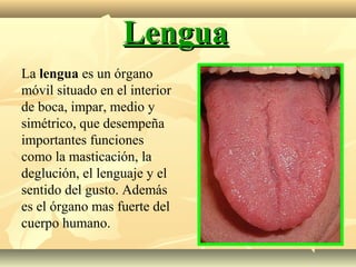 LenguaLengua
La lengua es un órgano
móvil situado en el interior
de boca, impar, medio y
simétrico, que desempeña
importantes funciones
como la masticación, la
deglución, el lenguaje y el
sentido del gusto. Además
es el órgano mas fuerte del
cuerpo humano.
 
