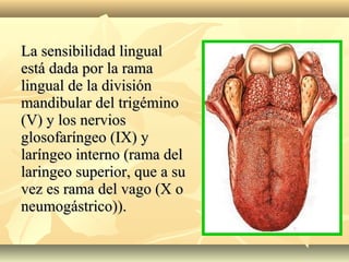 La sensibilidad lingualLa sensibilidad lingual
está dada por la ramaestá dada por la rama
lingual de la divisiónlingual de la división
mandibular del trigéminomandibular del trigémino
(V) y los nervios(V) y los nervios
glosofaríngeo (IX) yglosofaríngeo (IX) y
laríngeo interno (rama dellaríngeo interno (rama del
laringeo superior, que a sularingeo superior, que a su
vez es rama del vago (X ovez es rama del vago (X o
neumogástrico)).neumogástrico)).
 