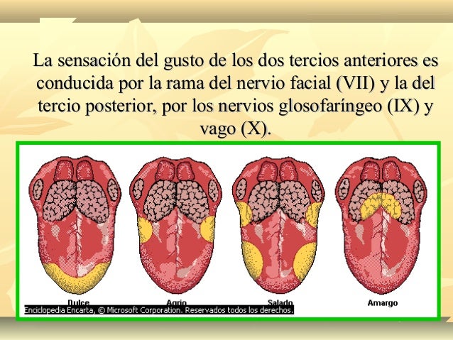 Gusto 2 3 Anteriores De La Lengua