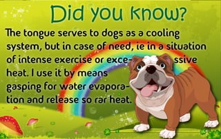 Did you know?
The tongue serves to dogs as a cooling
system, but in case of need, ie in a situation
of intense exercise or exce-           ssive
heat. I use it by means
gasping for water evapora-
tion and release so rar heat.
 