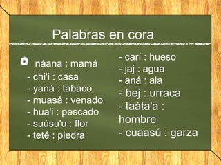 Palabras en cora
náana : mamá
- chi'i : casa
- yaná : tabaco
- muasá : venado
- hua'i : pescado
- suúsu'u : flor
- teté : piedra
- carí : hueso
- jaj : agua
- aná : ala
- bej : urraca
- taáta'a :
hombre
- cuaasú : garza
 