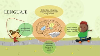 Entiende e interpreta
mejor la comunicación
oral y escrita.
Dificultad se
encuentra en
niños nativos
Siguen en
ascenso
durante la
niñez
media
Habilidades
lingüísticas
LENGUAJE
 