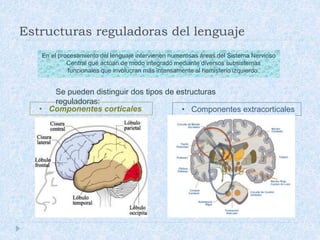 En el procesamiento del lenguaje intervienen numerosas áreas del Sistema Nervioso
Central que actúan de modo integrado mediante diversos subsistemas
funcionales que involucran más intensamente al hemisferio izquierdo.
Estructuras reguladoras del lenguaje
Se pueden distinguir dos tipos de estructuras
reguladoras:
• Componentes extracorticales• Componentes corticales
 