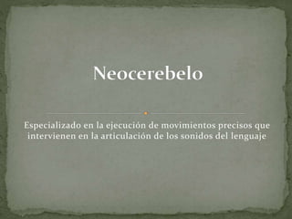 Especializado en la ejecución de movimientos precisos que
intervienen en la articulación de los sonidos del lenguaje
 