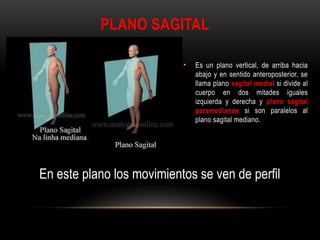 PLANO SAGITAL
• Es un plano vertical, de arriba hacia
abajo y en sentido anteroposterior, se
llama plano sagital medial si divide al
cuerpo en dos mitades iguales
izquierda y derecha y plano sagital
paramedianos si son paralelos al
plano sagital mediano.
En este plano los movimientos se ven de perfil
 