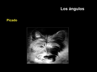 Los ángulos
Picado
 