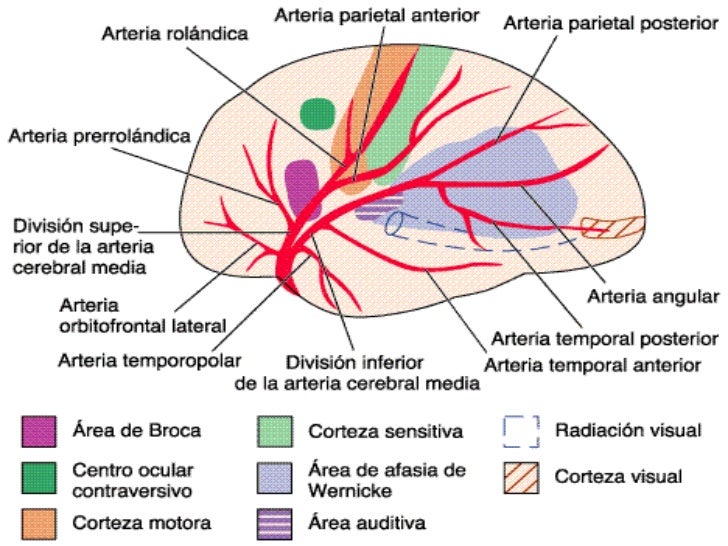 Irrigacion de la arteria cerebral media pdf