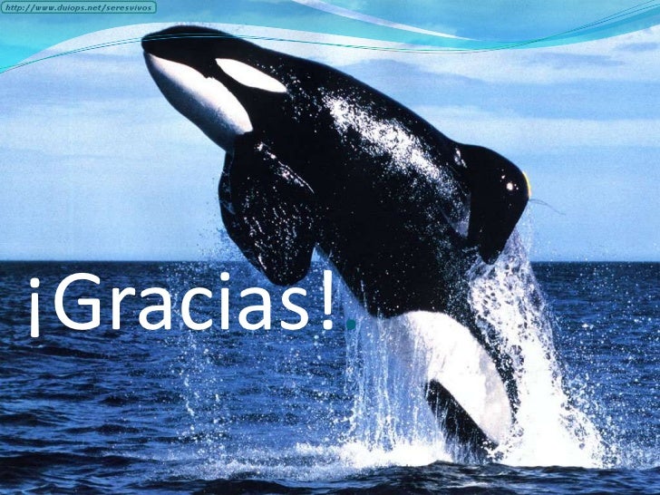 Lenguaje de las ballenas Lenguaje de las ballenas