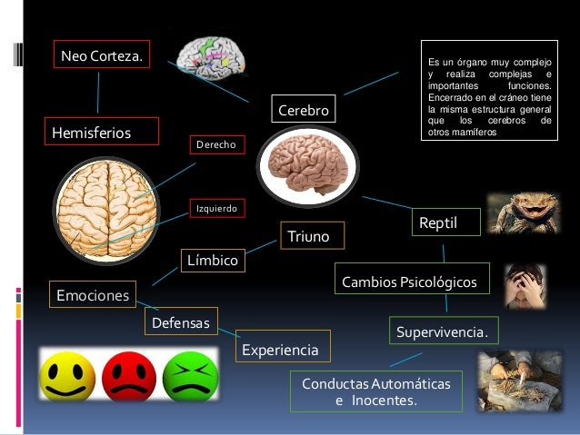 Cerebro mapa conceptual