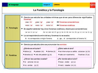 La Fonética y la Fonología
El lenguaje Imagen 5 LENGUA
Fonología
Fonética
En español estándar hay cinco fonemas vocálicos y diecinueve consonánticos:
La correspondencia entre letras y fonemas no es exacta:
Ciencia que estudia cómo se pronuncian los sonidos:
Ciencia que estudia las unidades mínimas que sirven para diferenciar significados:
fonemas.
h: no corresponde a ningún fonema.
casa / k/ gasa / g/ pasa / p/
mata / a/ meta / e/ mota / o/
Fonemas consonánticos
Fonemas vocálicos
/a/ /e/ /i/ /o/ /u/ /b/ /z/ /ch/ /d/ /f/ /g/ /j/ /k/ /l/ /ll/ /m/ /n/ /ñ/ /p/ /r/ /rr/ /s/ /t/ /y/
c, qu-, k: corresponden al fonema /k/.
¿Dónde se articulan?
¿Vibran las cuerdas vocales?
boca:
¿Por donde sale el aire?
¿Cómo sale el aire?
nariz:
sí:
no:
labios [p] dientes [d]
alveolos [s]
paladar [ch]
velo del paladar [g] [k]
se interrumpe su salida:
sale con rozamiento:
oclusivas [p] [k]
fricativas [f] [s]
sonoras [b] [a]
sordas [p] [t]
orales [p] [u]
nasales [m] [n]
 