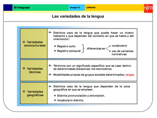Las variedades de la lengua
El lenguaje Imagen 6 LENGUA
Variedades
socioculturales
Variedades
técnicas
Variedades
geográficas
Distintos usos de la lengua que puede hacer un mismo
hablante y que dependen del contexto en que se habla y del
interlocutor:
Registro culto
Registro coloquial
Términos con un significado específico que se usan dentro
de determinadas disciplinas: los tecnicismos.
Modalidades propias de grupos sociales determinados: jergas.
Distintos usos de la lengua que dependen de la zona
geográfica en que se emplean:
Distinta pronunciación y entonación.
Vocabulario distinto.
diferencias en
vocabulario
uso de variantes
normativas
 