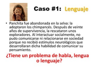 Caso #1:
• Panchita fue abandonada en la selva: la
adoptaron los chimpancés. Después de veinte
años de supervivencia, la rescataron unos
exploradores. Al interactuar socialmente, no
pudo comunicarse ni relacionarse en sociedad
porque no recibió estímulos neurológicos que
desarrollaran dicha habilidad de comunicar su
pensamiento.
¿Tiene un problema de habla, lengua
o lenguaje?
Lenguaje
 