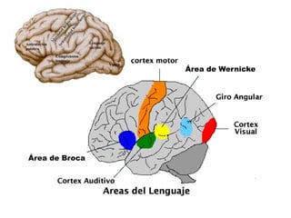 Área de Wernicke
Área de Broca
 
