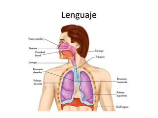 Lenguaje
 
