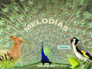 Canario




Automática
 