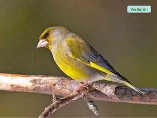 Verderón
 