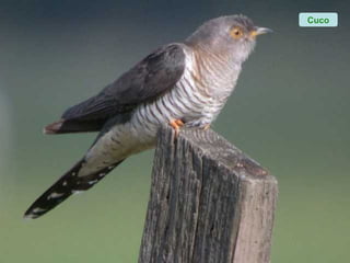 Cuco
 
