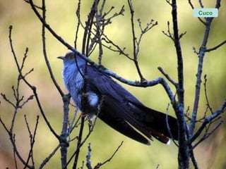 Cuco
 