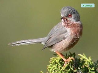Curruca
 