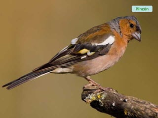 Pinzón
 