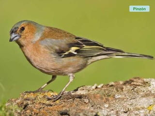 Pinzón
 