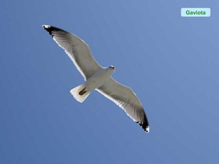 Gaviota
 
