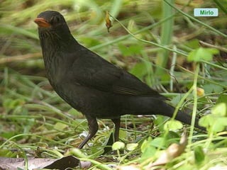 Mirlo
 