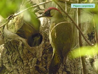Pájaro carpintero
 