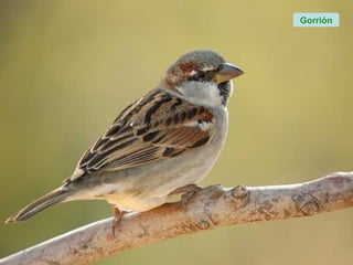 Gorrión
 