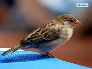 Gorrión
 