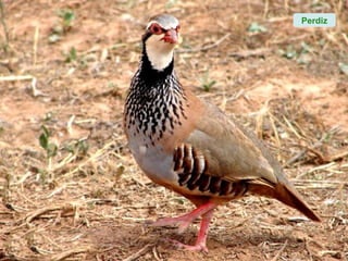 Perdiz
 