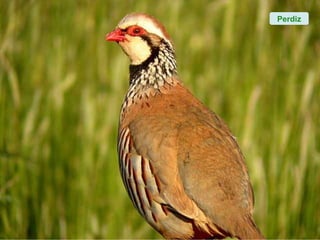 Perdiz
 