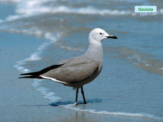 Gaviota
 