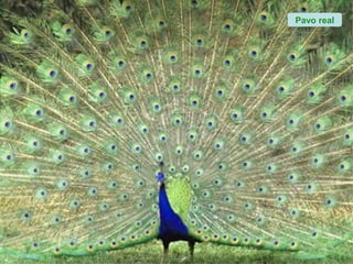 Pavo real
 