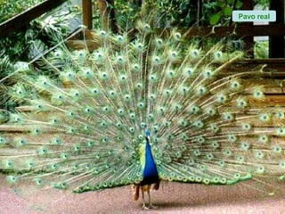 Pavo real
 