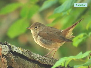Ruiseñor
 